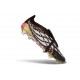 adidas Predator 26 Elite Tongue FG Boots Black Golden White